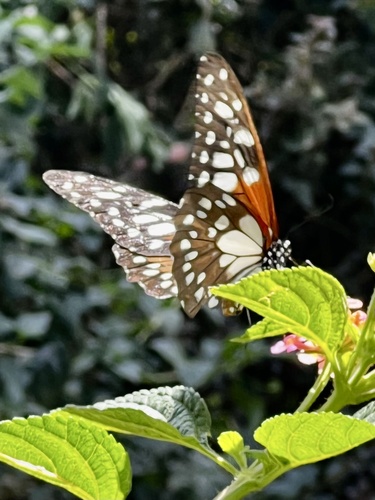 Regal Swallowtail