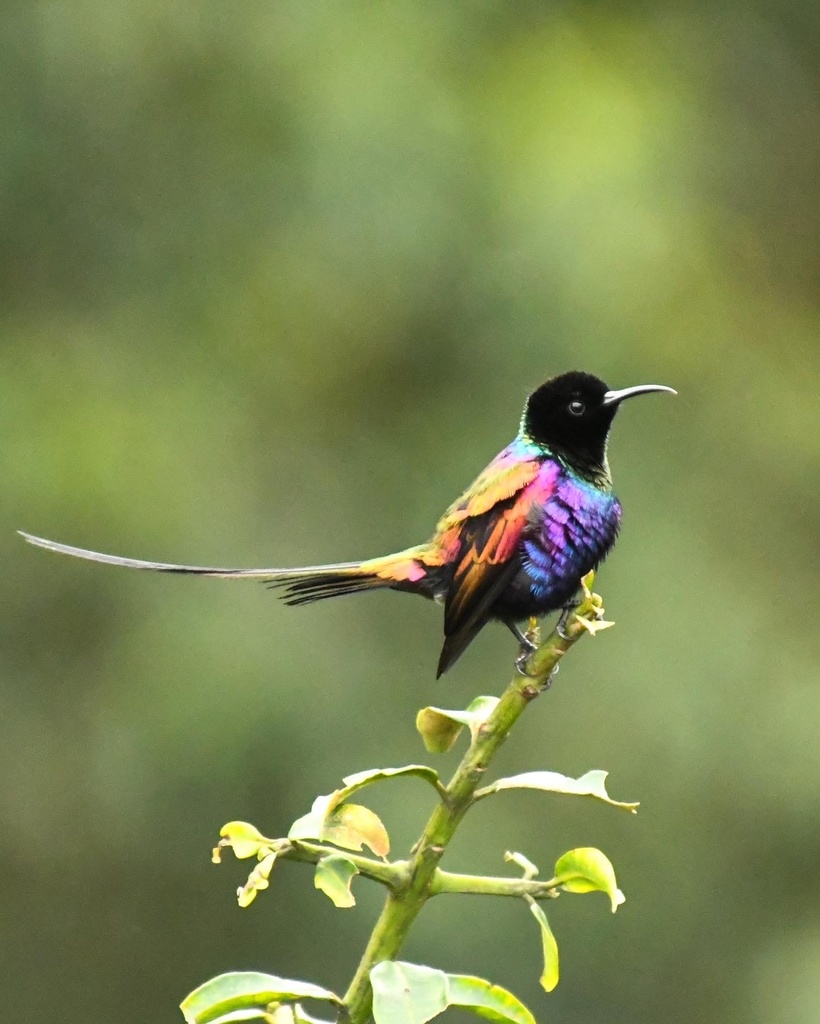 Purple-breasted Sunbird photo