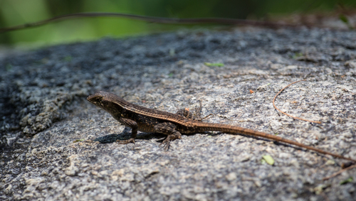 Longtail Spiny Lizard