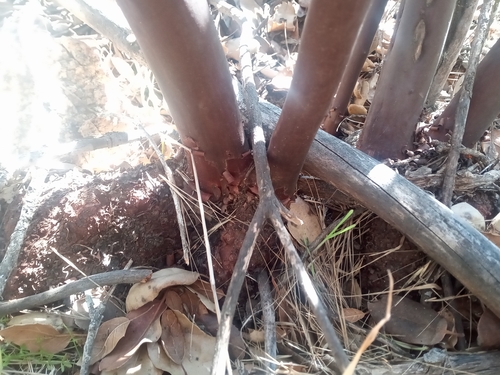 Rainbow Manzanita foliage