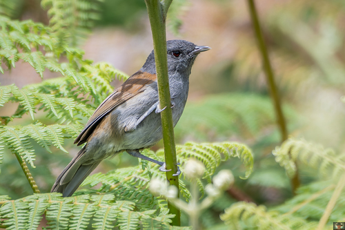 African Hill Babbler