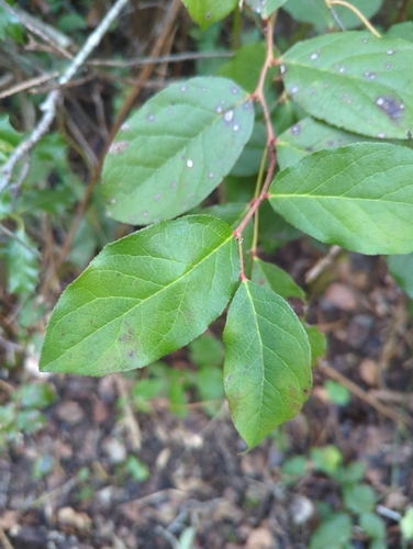 Salal foliage