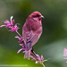 Common Rosefinch - Photo (c) Antony Grossy, all rights reserved, uploaded by antonygrossy