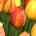 Tulipa - Photo (c) Cameron Hartley, all rights reserved, uploaded by Cameron Hartley