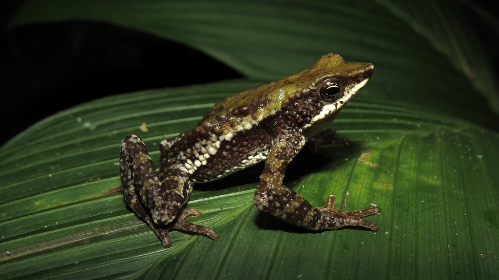 San Lorenzo Stubfoot Toad (Atelopus laetissimus)