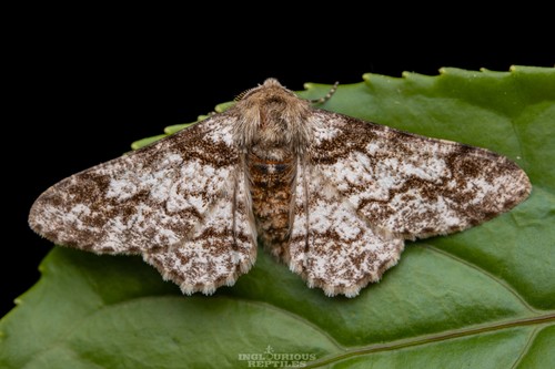 Biston marginata Shiraki, 1913