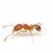 Navigating Big-headed Ant - Photo (c) Aaron Stoll, all rights reserved, uploaded by Aaron Stoll