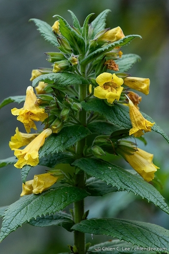 Hemichaena fruticosa
