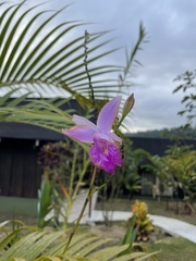 Arundina graminifolia image