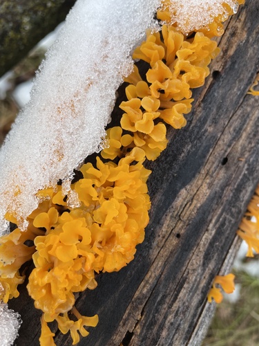 Fan-shaped Jelly Fungus