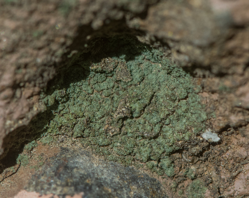 Santa Monica dust lichen (Lepraria santamonicae)