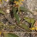 Rhynchosia mantaroensis - Photo (c) Ruth Ripley, todos los derechos reservados, subido por Ruth Ripley