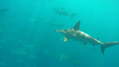 Scalloped Hammerhead Shark