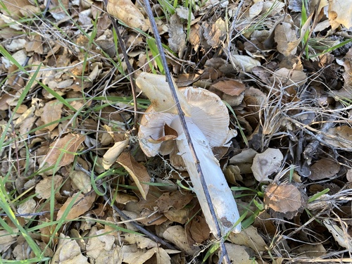 iNaturalist observation photo of springtime amanita