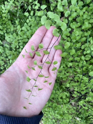 iNaturalist observation photo of California Maidenhair Fern
