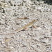 Blanc's Fringe-toed Lizard - Photo (c) ornithoboy, all rights reserved, uploaded by ornithoboy