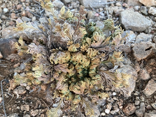 resurrection plant
