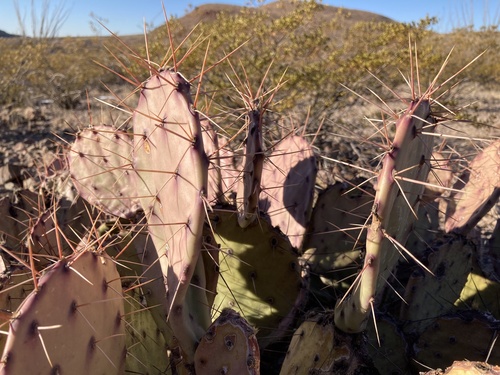 Black-spined Pricklypear