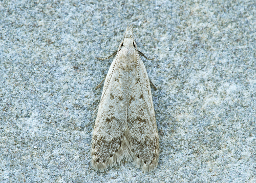 Spotted Dichomeris Moth And Allies