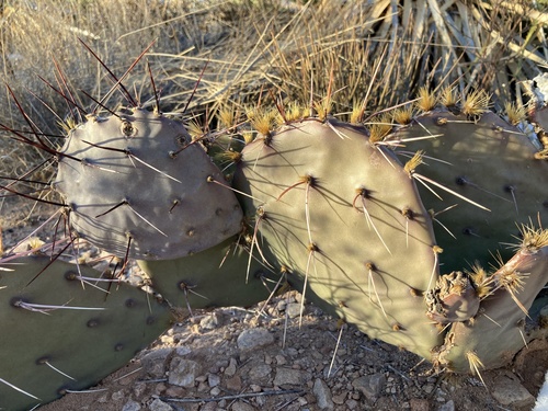 Black-spined Pricklypear