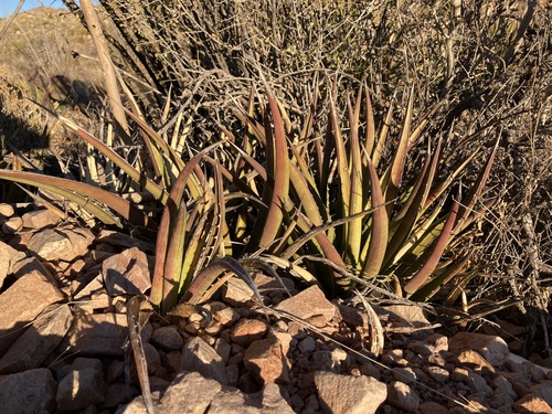 lechuguilla