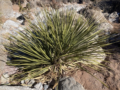 Smooth Sotol