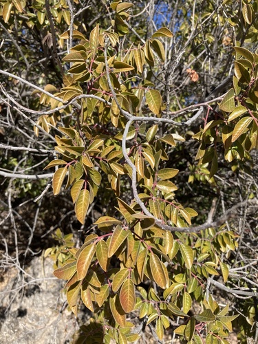 evergreen sumac