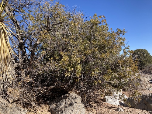 evergreen sumac