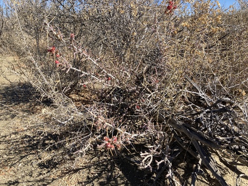 Christmas cholla
