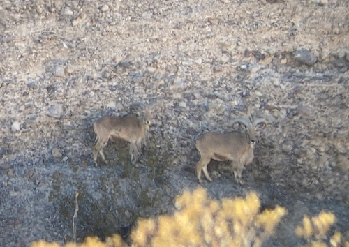 Aoudad