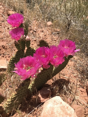 Golden Pricklypear