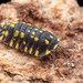 Woodlice, Pillbugs, and Rock Slaters - Photo (c) Steven Wang, all rights reserved, uploaded by Steven Wang
