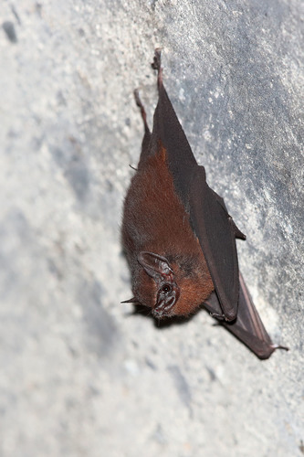 Ecuadorian Sac-winged Bat (Balantiopteryx infusca) — Vulnerable Mammalia
