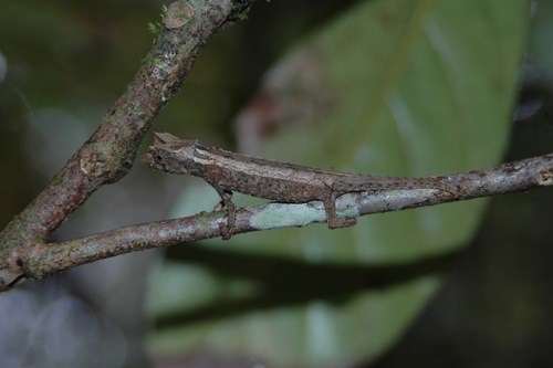 Domergue's Leaf Chameleon