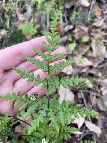 iNaturalist observation photo of goldback fern