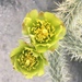 Gander's Cholla - Photo (c) corvidclan, all rights reserved