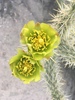 Gander's Cholla - Photo (c) corvidclan, all rights reserved