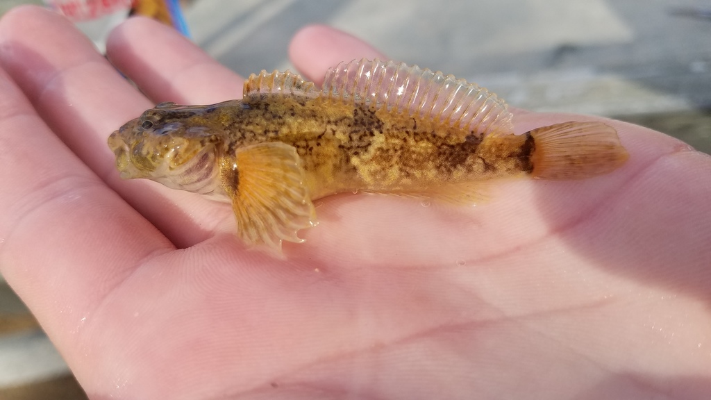 Utah Lake Sculpin (Cottus echinatus)