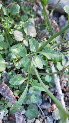 iNaturalist observation photo of Bittercresses and Toothworts