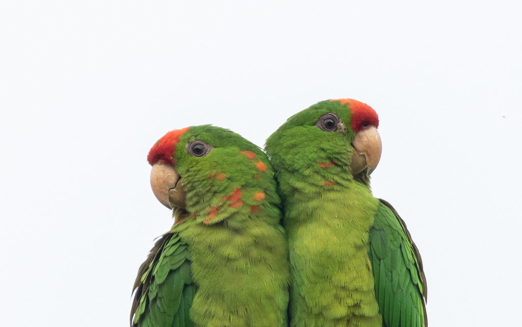 Scarlet-fronted Parakeet (Psittacara wagleri) photo