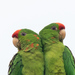 Scarlet-fronted Parakeet - Photo (c) LostInCR, all rights reserved, uploaded by LostInCR