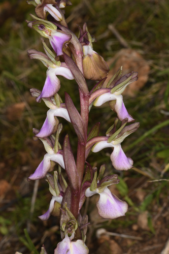 Fan-lipped Orchid