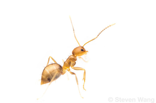 Paraparatrechina glabraParaparatrechina glabra