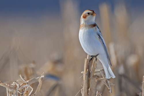 Snow Bunting