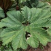 Gunnera tayrona - Photo (c) Jay McGowan, kaikki oikeudet pidätetään, lähettänyt Jay McGowan