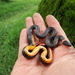 Dugès's Ringneck Snake - Photo (c) Biol. Octavio Zizumbo Alamilla, all rights reserved, uploaded by Biol. Octavio Zizumbo Alamilla