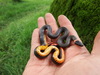 Dugès's Ringneck Snake - Photo (c) Biol. Octavio Zizumbo Alamilla, all rights reserved, uploaded by Biol. Octavio Zizumbo Alamilla