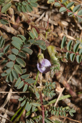 Image of Astragalus sprucei
