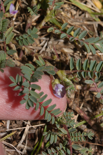Astragalus sprucei image