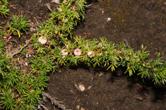 Margyricarpus pinnatus image